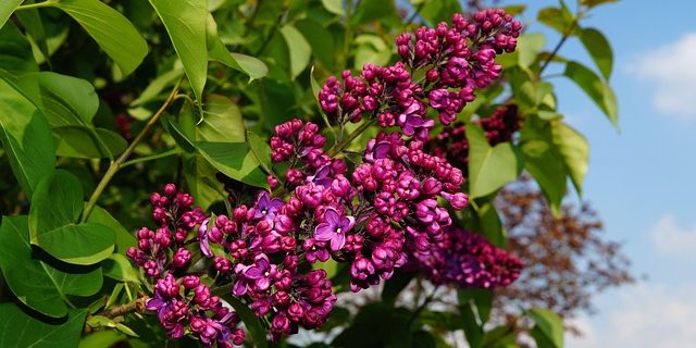 Beautify-Your-Yard-Shrub-Maintenance-Tips